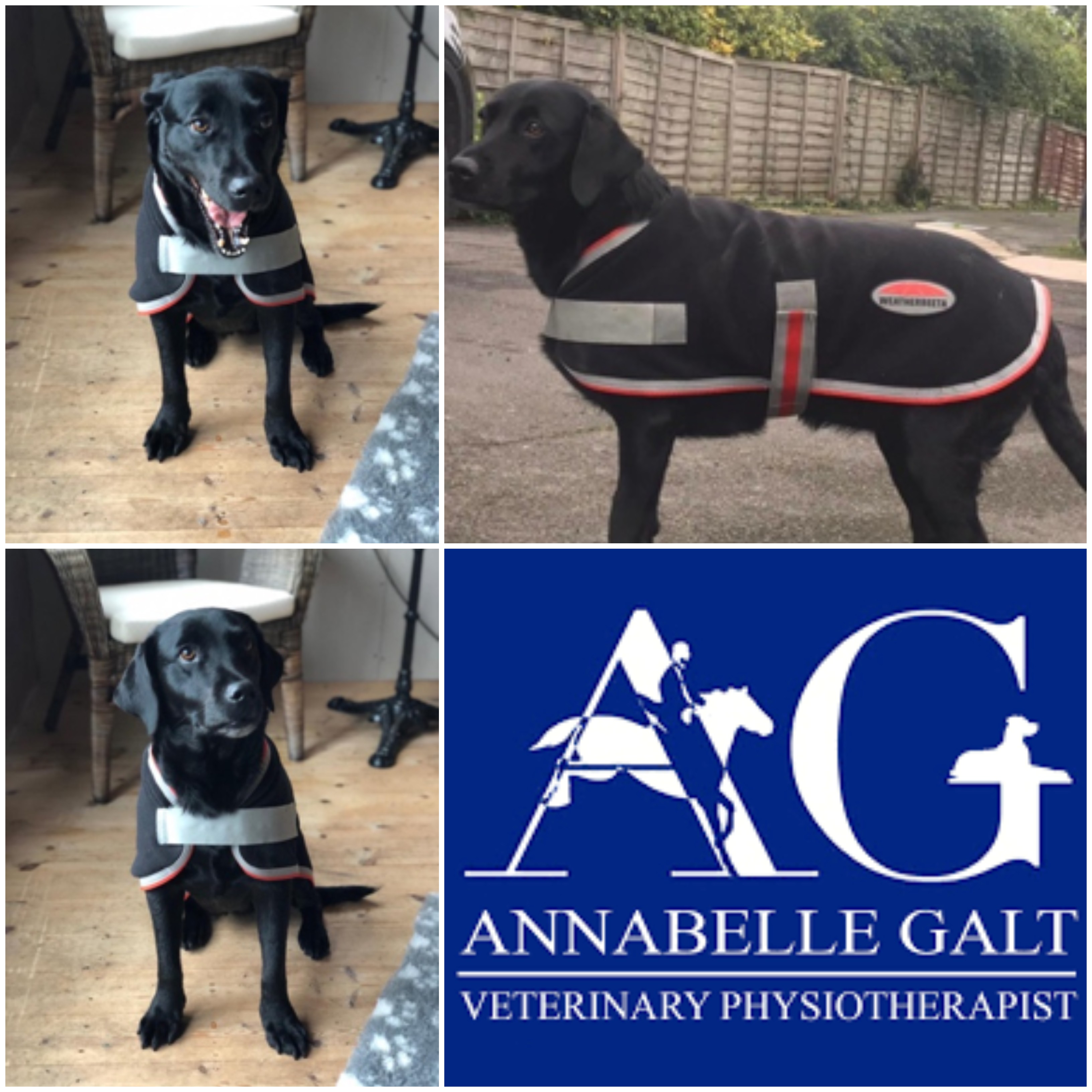 Canine Therapy-Tec Review by Annabelle Galt Veterinary Physiotherapist 