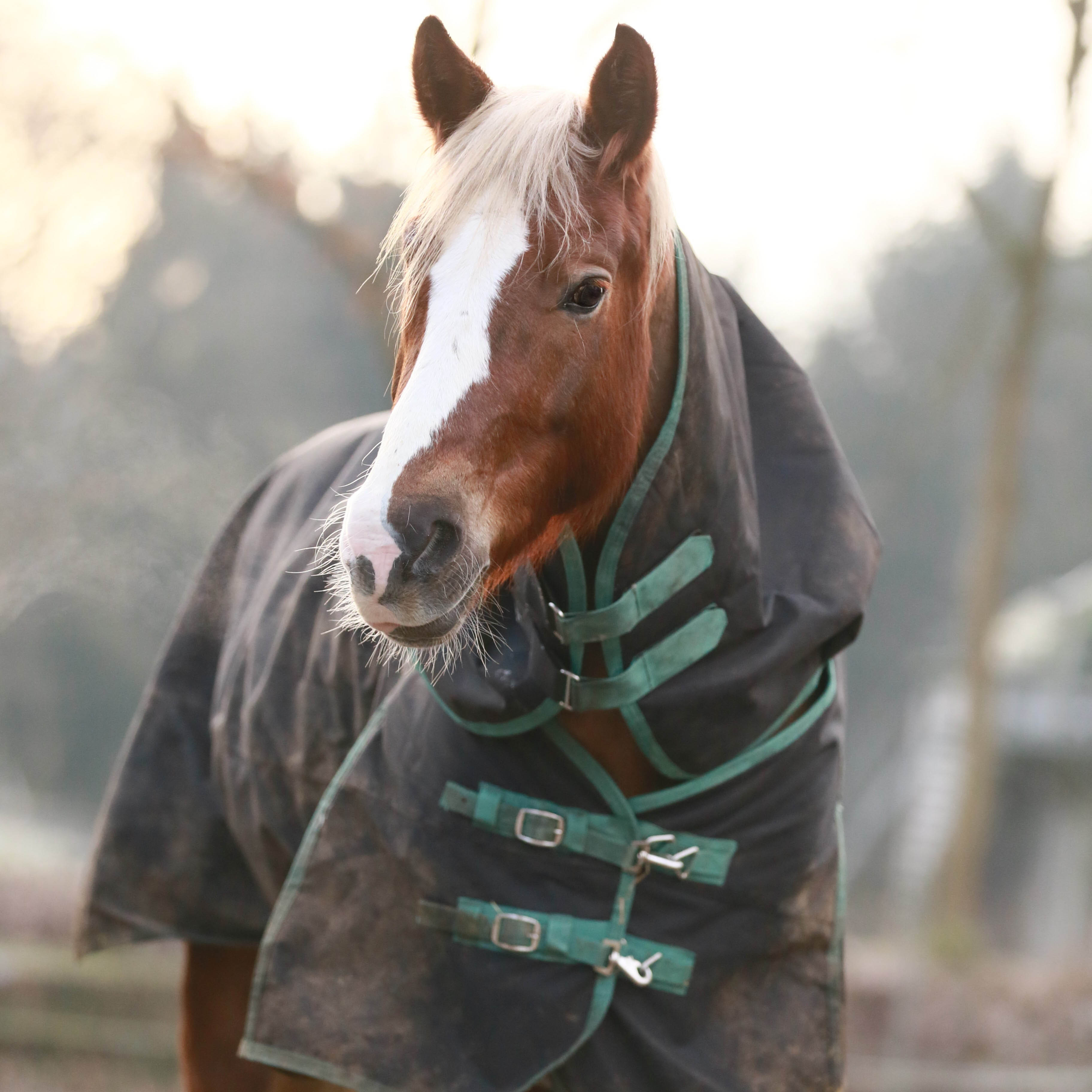 Product Review: WeatherBeeta Green-Tec Turnout Rug