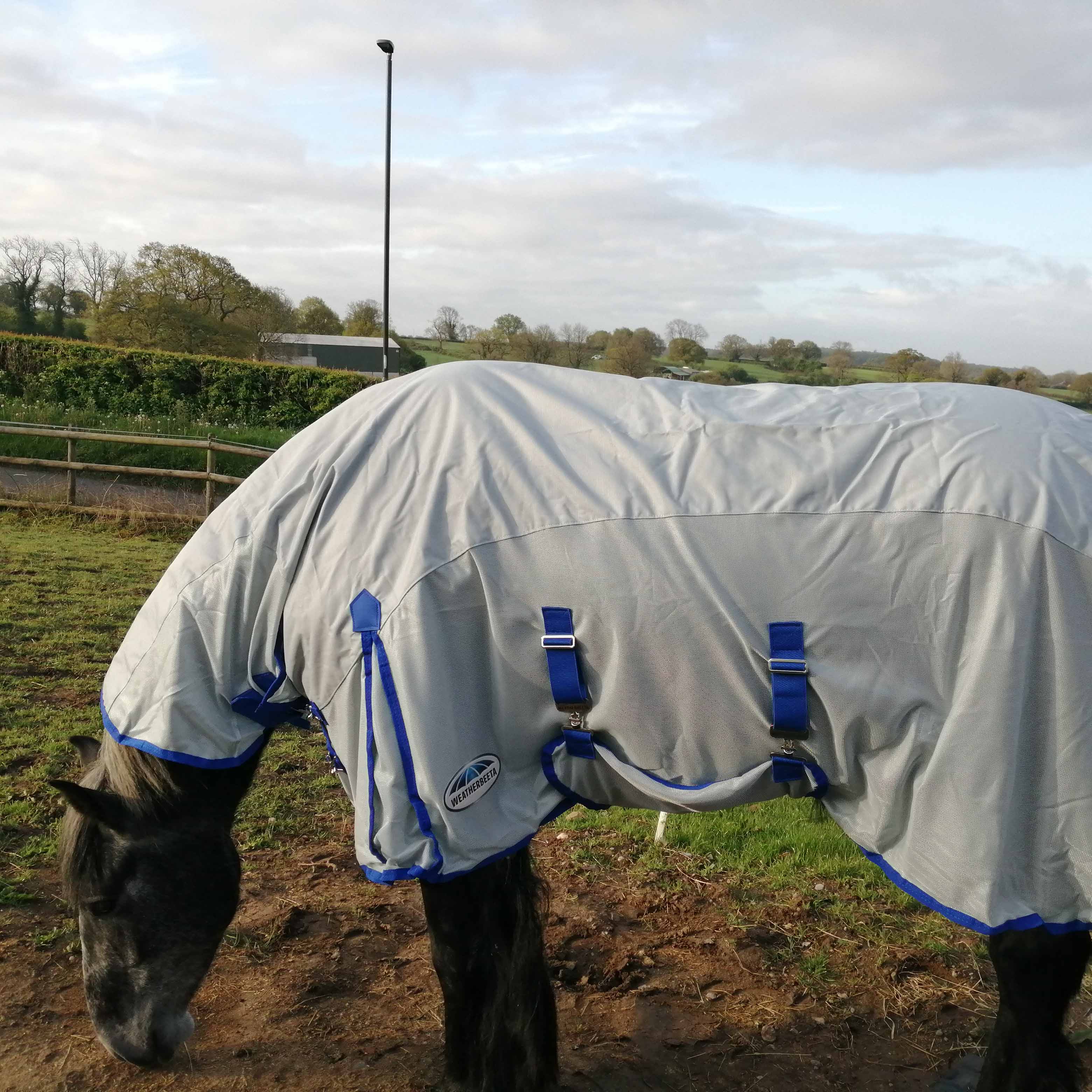 How to keep your horse cool and dry when it's hot and wet