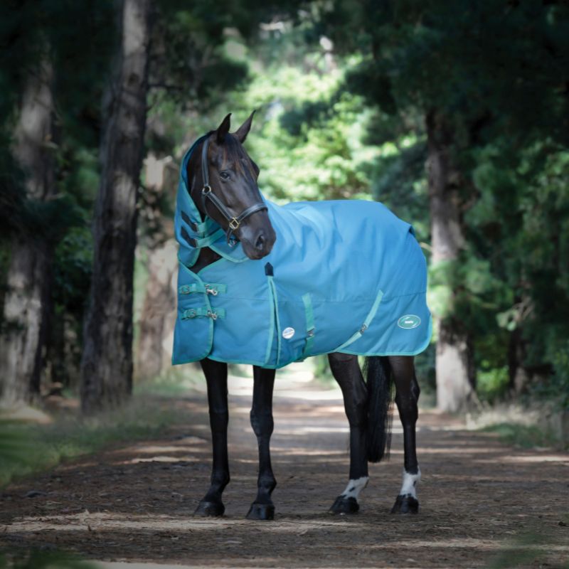 black horse stood outside under trees wearing green tec turnout rug