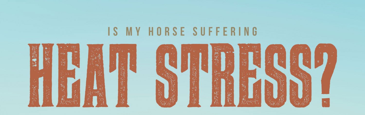 Is my horse suffering heat stress?