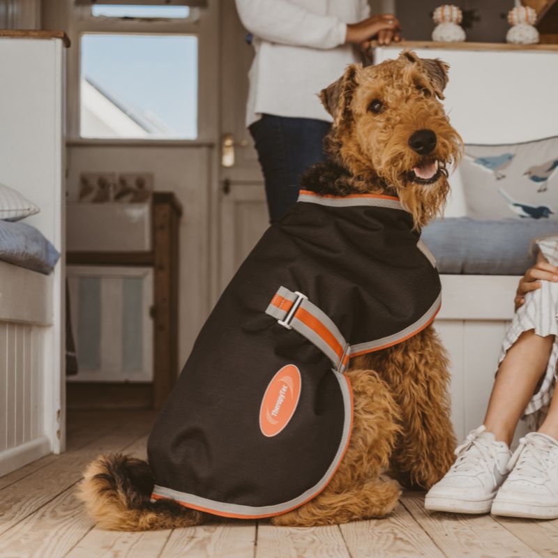 airedale terrier sat indoors wearing weatherbeeta comfitec 1200d therapytec dog coat in black with red and white piping
