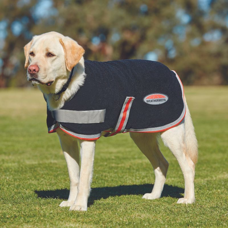 yellow labrador stood outside on grass wearing weatherbeeta comfitec therapy tec fleece dog coat in black with red and white piping