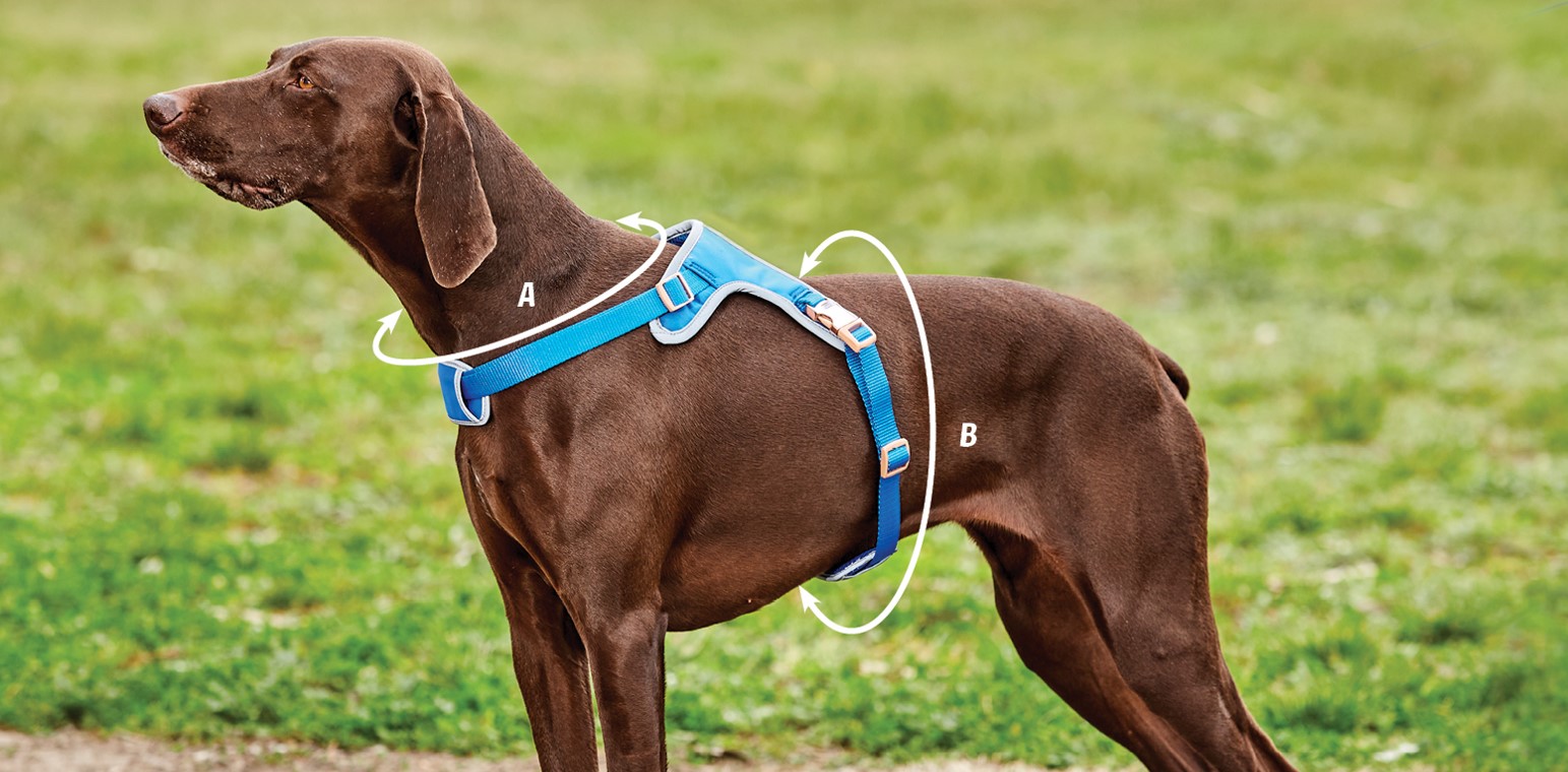 weatherbeeta elegance dog harness